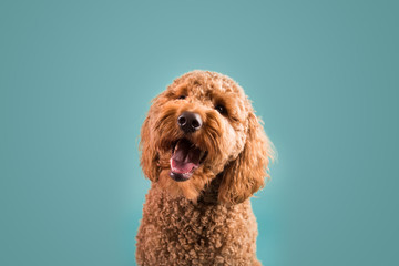 Curious Dog on Colored Background