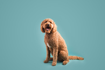 Cute Fluffy Dog on Colored Background