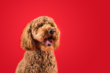 Cute Fluffy Dog on Colored Background
