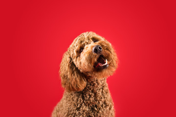 Curious Dog on Colored Background