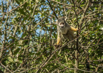 monkey on the tree