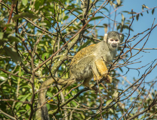 monkey on the tree