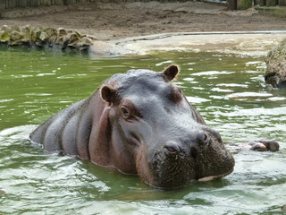 Fototapeta na wymiar Hippopotamus amphibius, Hipopótamo Común nadando en una laguna rodeada de rocas con agua verde