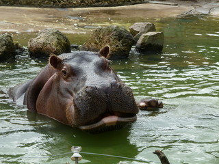 Hippopotamus amphibius, Hipopótamo Común nadando en una laguna rodeada de rocas con agua verde