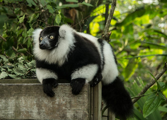 lemur vari