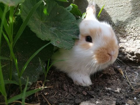 Oryctolagus cuniculus, Conejo com&uacute;n bebe blanco y beige descansando entre las plantas y maleza