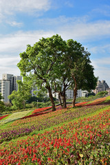 Fototapeta na wymiar Colourful flowerbeds and tree in public park