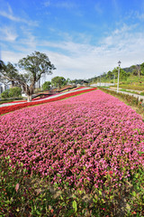 Colourful flowerbeds and tree in public park