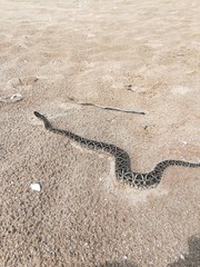 Fototapeta na wymiar Yarará (Bothrops alternatus) recorriendo la arena en una playa entre dunas y pastizales