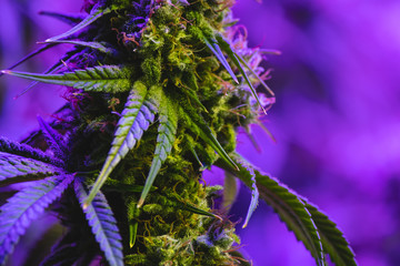 Up close view of mature Indoor recreational and medical marijuana industry plant with visible amber...