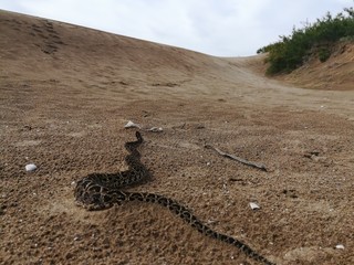 Yarará (Bothrops alternatus) recorriendo la arena en una playa entre dunas y pastizales