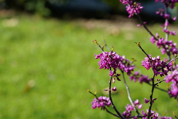 Purple flowers on tree
