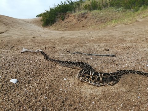 Yarar&aacute; (Bothrops alternatus) recorriendo la arena en una playa entre dunas y pastizales