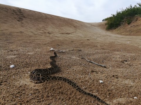 Yarar&aacute; (Bothrops alternatus) recorriendo la arena en una playa entre dunas y pastizales