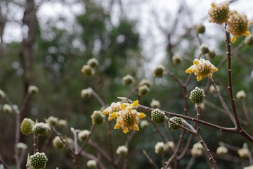 ミツマタのつぼみと開き始めた花／Oriental paperbush