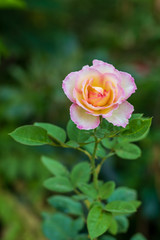 Close-up of a beautiful, yellow-pink rose.