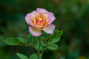 Close-up of a beautiful, yellow-pink rose.