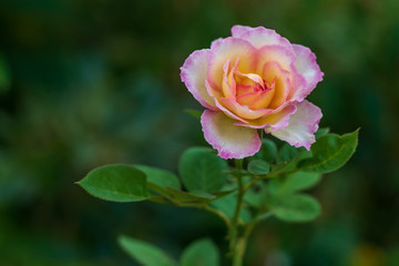 Close-up of a beautiful, yellow-pink rose.