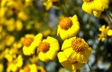 Yellow Flower w: blur Background