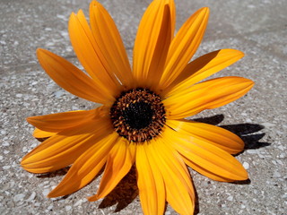 Flor de pétalos amarillos alargados y centro oscuro descansando en el concreto de la calle a la...
