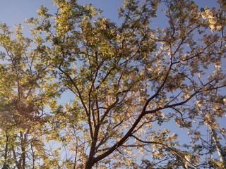 Obraz premium Árbol visto desde abajo iluminado por la luz del sol