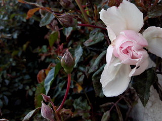 Flor de rosa color rosa y blanca rodeada de hojas y pimpollos