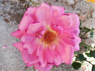 Flor de rosa color rosa