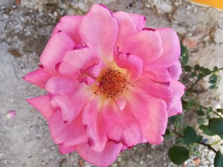 Flor de rosa color rosa