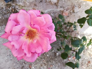 Flor de rosa color rosa