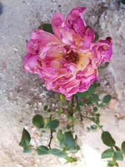 Flor de rosa marchita color rosa