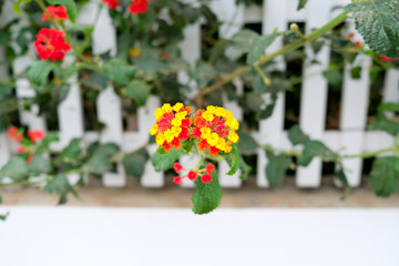 Red and yellow Lantana plant in flower.