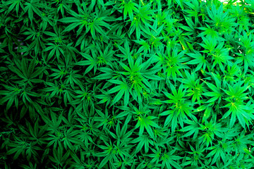 Naklejka na ściany i meble Vibrant green indoor recreational and medical marijuana industry plants and green leaves