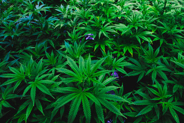 Naklejka na ściany i meble Vibrant green indoor recreational and medical marijuana industry plants and green leaves