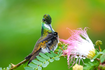 A White-chested Emerald hummingbird preening in a Calliandra tree with a smooths background.