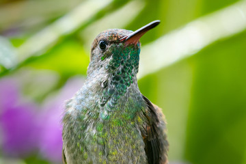 Clos up of a juvenile Copper-rumped hummingbird in natural sunlight perching in a Vervain bush.
