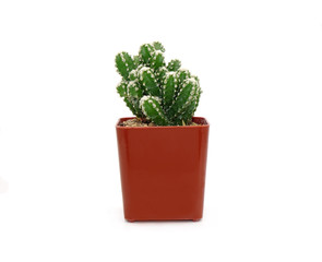 Cactus in pot isolated on white background. Potted ornamental plants for absorb electromagnetic radiation from computer in office, easy care potted plants