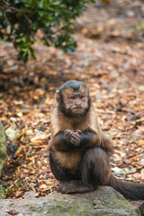 Capuchin Monkey, Tufted Capuchin, South America Primate Wild Animal 