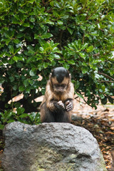 Capuchin Monkey, Tufted Capuchin, South America Primate Wild Animal 