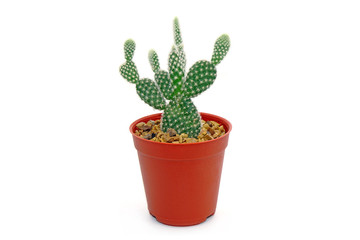 Cactus in pot isolated on white background. Potted ornamental plants for absorb electromagnetic radiation from computer in office, easy care potted plants