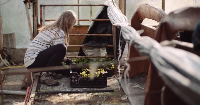 female gardener working with seedlings in greenhouse