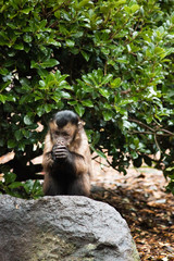 Capuchin Monkey, Tufted Capuchin, South America Primate Wild Animal 