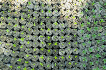 top view of many young plant growing 
