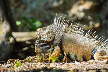 Close-up of an Iguana  in the forest background