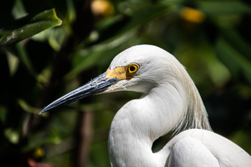 america, animal, beak, bird, birds, black, blue, ecuador, feather, fregata, frigate, galapagos, head, heron, island, magnificens, magnificent, male, national, nature, nest, ornithology, red, reserve, 