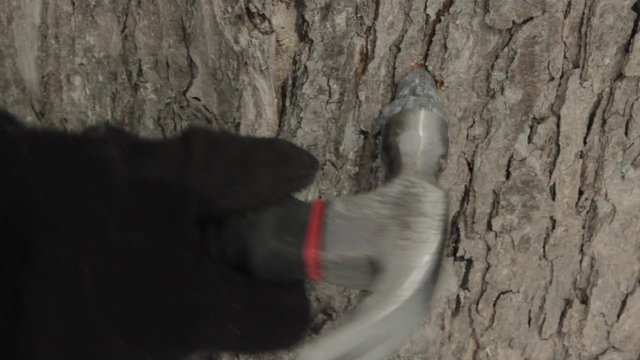 Tapping A Maple Tree And placing collecting bag to make Maple Syrup with Sap