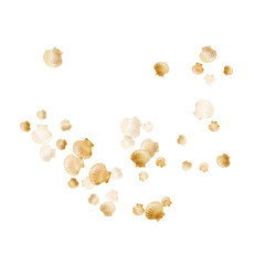 Sea scallop, bivalve pearl shell, marine mollusk isolated on white wild life nature background.