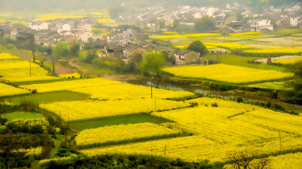 古村落油菜花