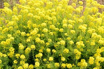 菜の花畑