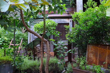 Beautiful and colourful garden in Sydney NSW Australia with nice green plants and great vibrant colours