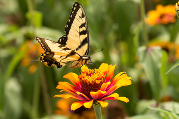 Swallowtail butterfly on stunning Yellow Flame Zinnia flower © ChristyLangPhotos